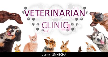 Collage con diversi animali carini e testo VETERINARIO CLINICA su sfondo bianco. Design del banner Foto Stock