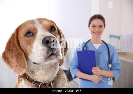 Carino cane Beagle e veterinario giovane in ufficio Foto Stock