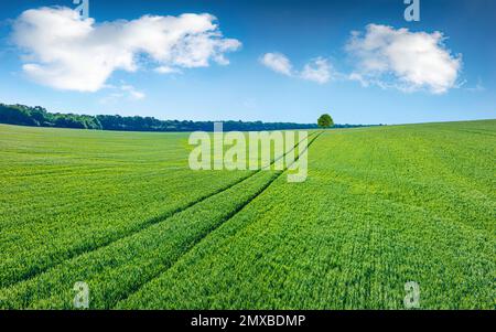 Fotografia aerea di paesaggi. Splendida vista estiva dal drone volante di campo di grano. Splendida scena estiva di campagna Ucraina. Bellezza di nat Foto Stock