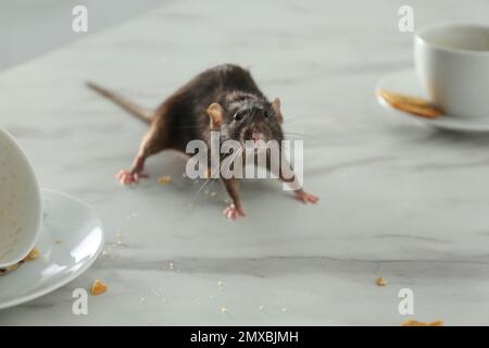 Ratto vicino a piatti sporchi sul tavolo. Controllo di peste Foto Stock