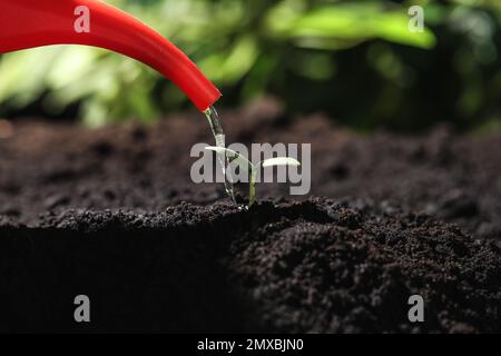 Annaffiatura giovane piantina in terreno fertile, primo piano Foto Stock