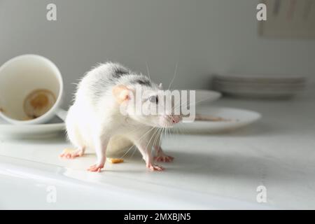 Ratto vicino a piatti sporchi sul tavolo al coperto. Controllo di peste Foto Stock