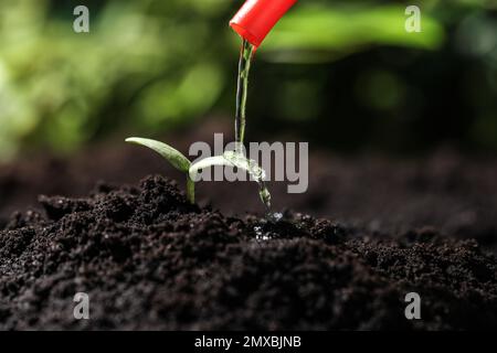 Annaffiatura giovane piantina in terreno fertile, primo piano Foto Stock