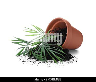 Vaso di terracotta rovesciato con terreno e pianta isolato su bianco Foto Stock