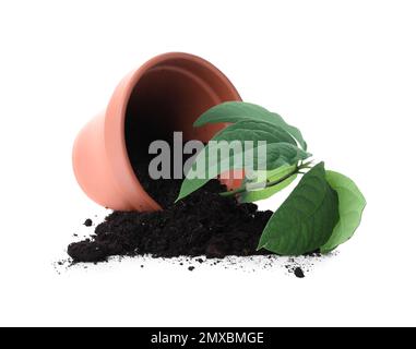 Vaso di terracotta rovesciato con terreno e pianta isolato su bianco Foto Stock