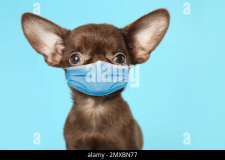 Carino piccolo cane Chihuahua in maschera medica su sfondo azzurro. Protezione da virus per gli animali Foto Stock