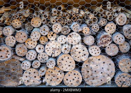 bug hotel insetto sovrapposto perforato albero rami casa capanna dà protezione e nido aiuto per api e insetti in cabina Foto Stock