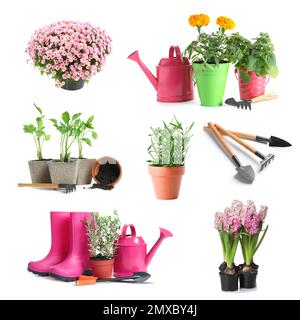 Set con diversi strumenti di giardinaggio e piante su sfondo bianco Foto Stock