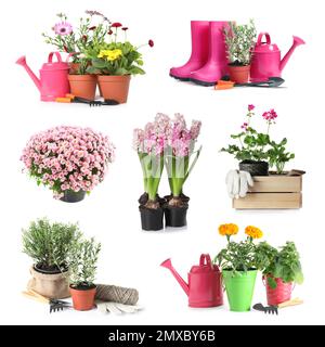 Set con diversi strumenti di giardinaggio e piante su sfondo bianco Foto Stock