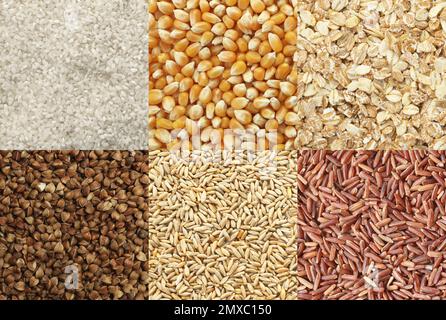 Raccolta di grani e cereali diversi come sfondo Foto Stock