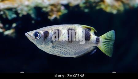 Vista ravvicinata di un Archerfish nastrati (Toxotes jaculatrix) Foto Stock