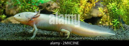 Vista ravvicinata di un Axolotl (Ambystoma mexicanum) Foto Stock