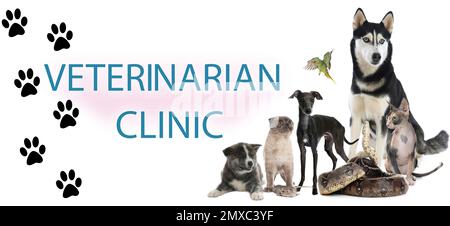 Gruppo di animali carini diversi e testo VETERINARIO CLINICA su sfondo bianco. Design del banner Foto Stock