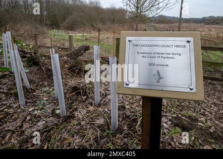 Il Lockdown Legacy Hedge e la targa presso la Unstead Wetland Nature Reserve vicino a Godalming, Surrey, Inghilterra, Regno Unito, covid-19 coronavirus pandemic Memorial Foto Stock