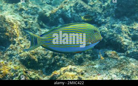 Vista ravvicinata di un pesce surgeonfish (Acanthurus lineatus) vicino all'Isola di St Pierre - Seychelles Foto Stock