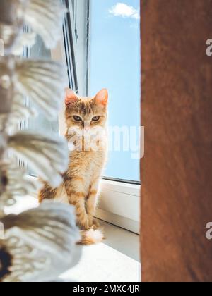 Bel gatto rosso siede sulla finestra e guarda la macchina fotografica Foto Stock