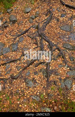 Radici di albero e pietre in autunno con le foglie che coprono il terreno. Foto Stock