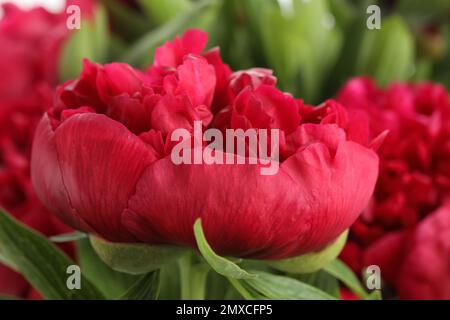 Bella peonia rossa su sfondo sfocato, primo piano Foto Stock