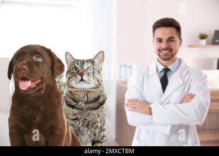 Cucciolo carino con gatto e veterinario giovane in ufficio Foto Stock
