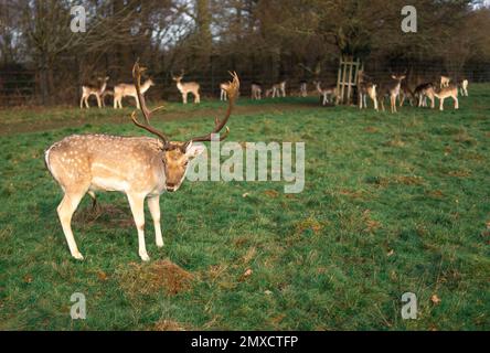 cervi rossi che pascolano sul prato nel parco di richmond. Foto Stock