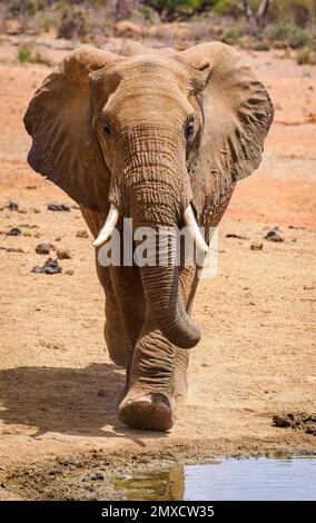 Il giovane elefante africano Loxodonta africanus si avvicina a una sorgente nel Parco Nazionale dello Tsavo in Kenya Foto Stock