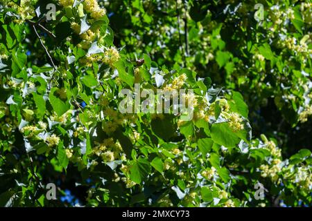 Fiore giallo di tiglio di Tilia cordata lime a foglia piccola, fiori di tiglio a foglia piccola o fiore di tiglio a foglia piccola, primo piano del banner. Botanica bloomi Foto Stock