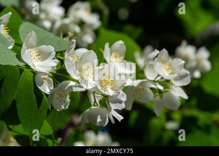 Philadelphus coronarius dolce mock-arancio fiori bianchi in fiore su rami arbusti, fioritura inglese dogwood selvatico pianta ornamentale, foglie verdi. Foto Stock