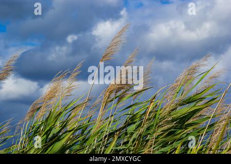 Phragmites australis foglie e fiori vicino al lago in autunno sono mossi dal vento. Foto Stock