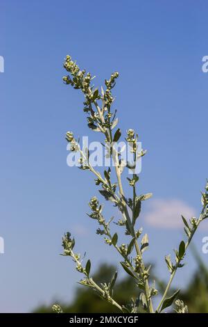 Artemisia absinthium è una pianta perenne della famiglia delle Aster. Medicinale, cibo, phytoncide, olio essenziale, colorante, cultur tannino-portante e insetticida Foto Stock