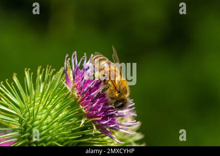 Bee su germogli di burdock di minore entità, vista ravvicinata con messa a fuoco selettiva in primo piano. Foto Stock