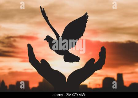 Silhouette di donna che rilascia l'uccello contro il cielo al tramonto, primo piano. Concetto di libertà Foto Stock