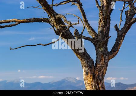 L'albero vecchio e completamente asciutto che cresce contro il cielo blu. Foto Stock