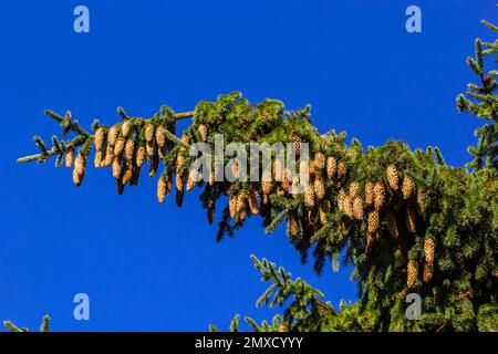 Rami con coni abete europeo Picea abies su uno sfondo di cielo blu. Foto Stock