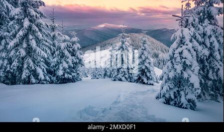 Alba mozzafiato in montagna. Neve fresca piste coperte e abeti in Carpazi montagne, Ucraina, Europa. Ski tour su neve intatta h Foto Stock