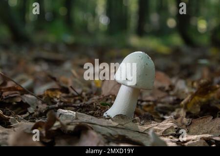 Funghi bianchi velenosi mortali Amanita virosa anche conosciuto come angelo distruttore. Giovani corpi fruttiferi a forma di uovo che presentano tappi conici, velo intorno allo stelo. M Foto Stock