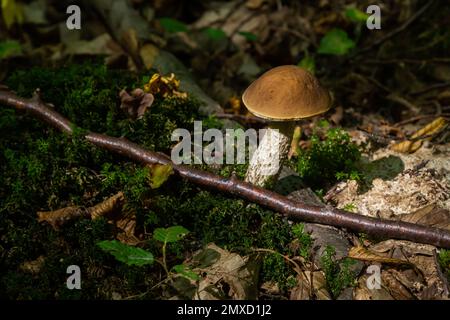 Leccinellum pseudoscabrum funghi in estate. Funghi che crescono nella foresta. Foto Stock