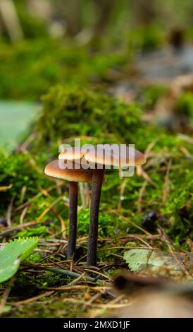 Un fungo selvatico conosciuto come il fungo d'inverno o lo stelo di velluto. Nome botanico Flammulina velutipes. Fungo illuminato naturalmente con muschio naturale surrou Foto Stock