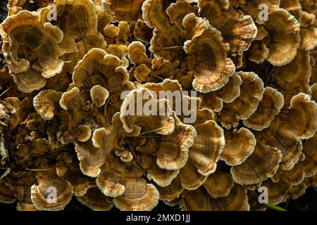 Fungo del sepiario di Gloeophyllum sull'albero nella foresta. Polipo arrugginito. Foto Stock