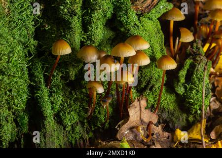 Micena inclinata fungo su vecchio moncone. Gruppo di piccoli funghi marroni su un albero. Fungo immangiabile mincena. Messa a fuoco selettiva. Foto Stock