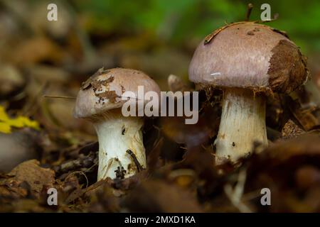 Piccolo webcap gassy, Cortinarius traganus, funghi velenosi in primo piano foresta, fuoco selettivo, DOF poco profondo. Foto Stock