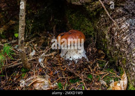 Boletus edulis o cep, funghi selvatici commestibili in una foresta. Foto Stock