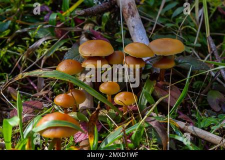 Micena inclinata fungo su vecchio moncone. Gruppo di piccoli funghi marroni su un albero. Fungo immangiabile mincena. Messa a fuoco selettiva. Foto Stock