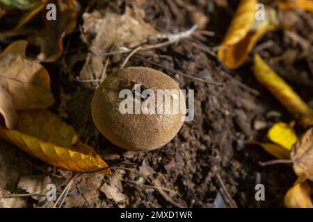 Il Lycooperdon umbrinum è un fungo puffball commestibile, foto macro impilate. Foto Stock