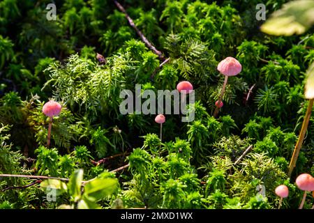 Funghi non commestibili Mycena rosella nella foresta di abete rosso. Noto come cofano rosa. Funghi selvatici che crescono nel muschio. Foto Stock