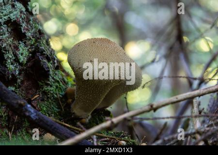 Il Lycooperdon umbrinum è un fungo puffball commestibile, foto macro impilate. Foto Stock