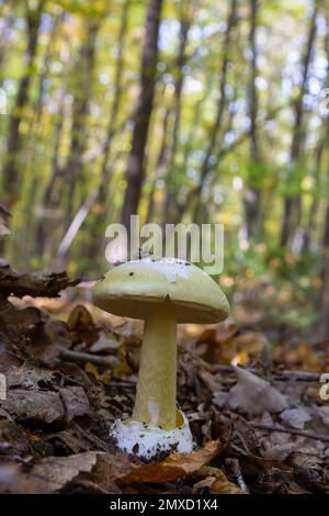 Fungo immangiabile Amanita citrina nel bosco. Noto come falso tappo di morte o Citron Amanita. Foto Stock