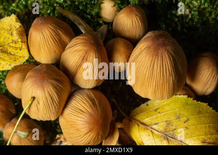 Numerosi di ocra Coprinellus micaceus o luccicante fungo Inkcap in una foresta con muschio. Foto Stock