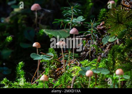 Funghi non commestibili Mycena rosella nella foresta di abete rosso. Noto come cofano rosa. Funghi selvatici che crescono nel muschio. Foto Stock