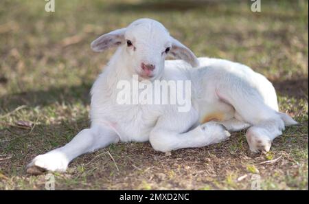 Bianco Katahdin pecora agnello sorridente mentre riposa su un campo Foto Stock