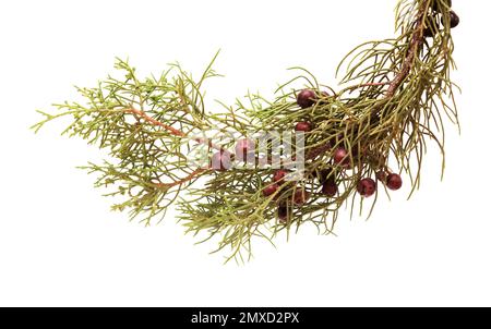 Flora di Gran Canaria - ramo di Juniperus phoenicea, il ginepro fenicio, isolato su sfondo bianco Foto Stock